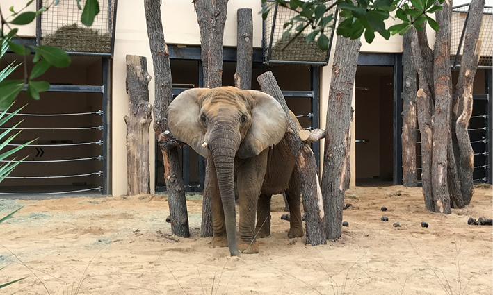 Zoo Magdeburg Elefantengehege